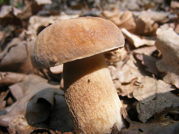 hríb dubový Boletus reticulatus Schaeff.