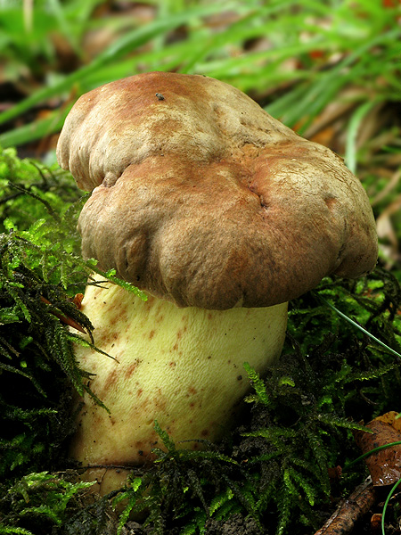 hríb príveskatý Butyriboletus appendiculatus (Schaeff. ex Fr.) Secr.