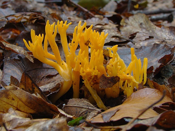 parôžkovec lepkavý Calocera viscosa (Pers.) Fr.