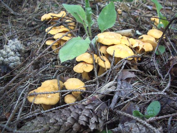 kuriatko Cantharellus sp.