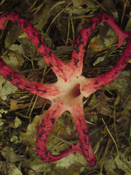 mrežovka kvetovitá Clathrus archeri (Berk.) Dring