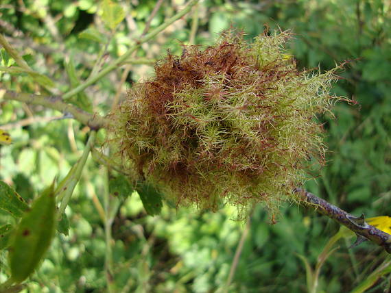 hrčiarka šípová Diplolepis rosae