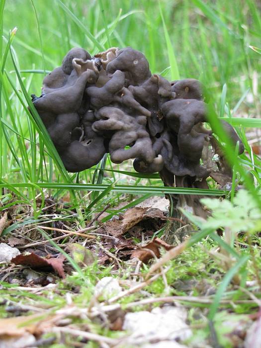 chriapač jamkatý Helvella lacunosa Afzel.