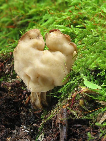 chriapač Helvella sp.