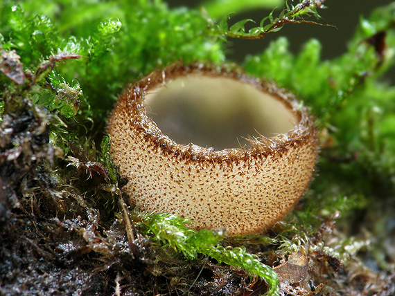 humária polguľovitá Humaria hemisphaerica (F.H. Wigg.) Fuckel