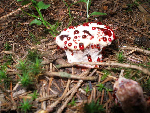 jelenkovka pálčivá Hydnellum peckii Banker