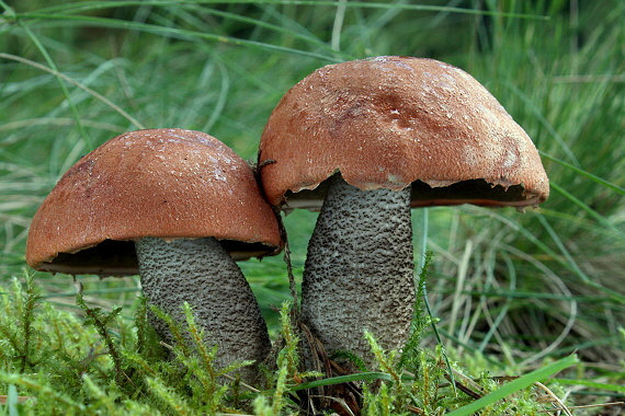 kozák smrekový - Kremenáč smrkový Leccinum piceinum Pilát & Dermek