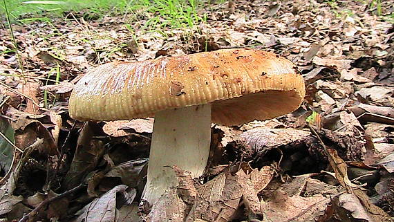 plávka smradľavá Russula foetens Pers.