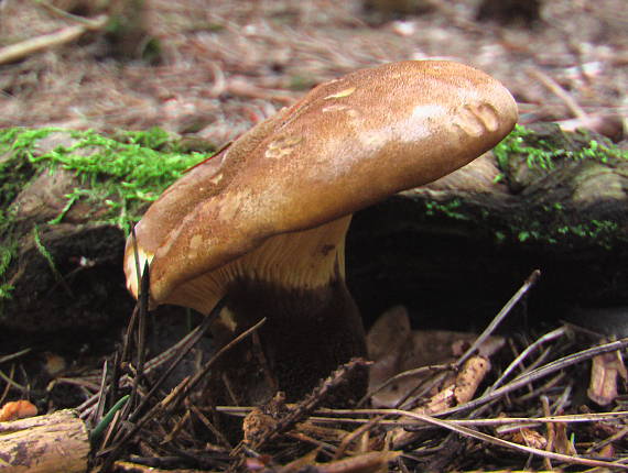 čechračka tmavohlúbiková Tapinella atrotomentosa (Batsch) Šutara