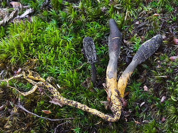 žezlovka srnková Tolypocladium ophioglossoides (J.F. Gmel.) Quandt, Kepler & Spatafora