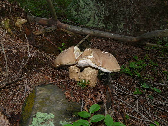 podhríb žlčový Tylopilus felleus (Bull.) P. Karst.