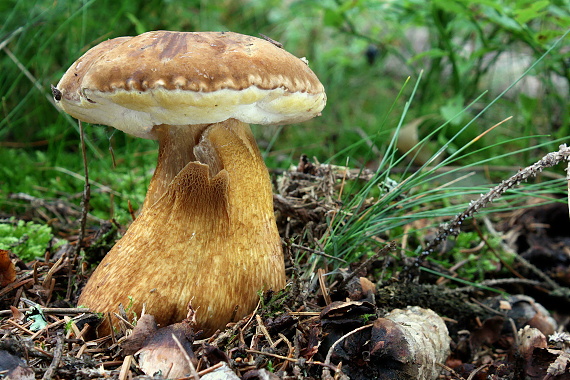 podhríb žlčový - Hřib žlučník Tylopilus felleus (Bull.) P. Karst.