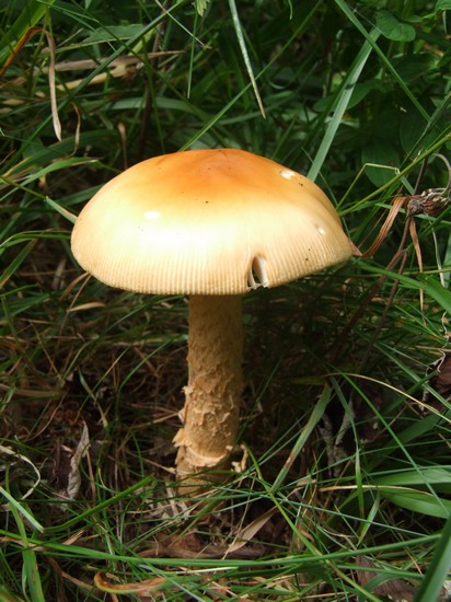 muchotrávka oranžová Amanita crocea (Quél.) Singer