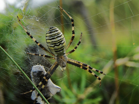 križiak pásavý Argiope bruennichi