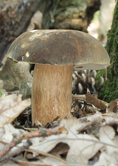 hríb bronzový Boletus aereus Bull. ex Fr.