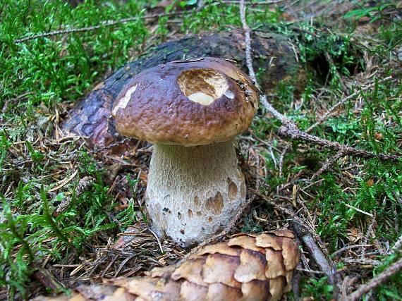 hríb smrekový Boletus edulis Bull.