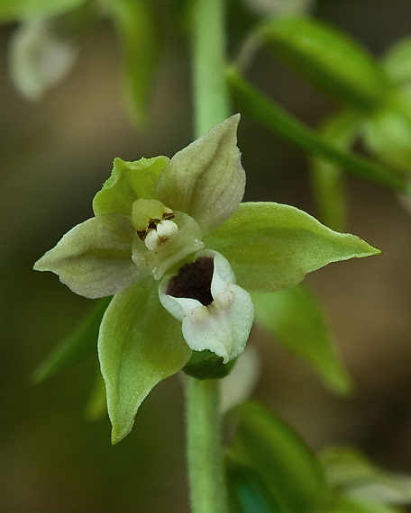 kruštík Epipactis sp.