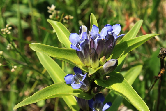 horec krížatý Gentiana cruciata L.