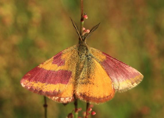 piadivka menšia Lythria cruentaria