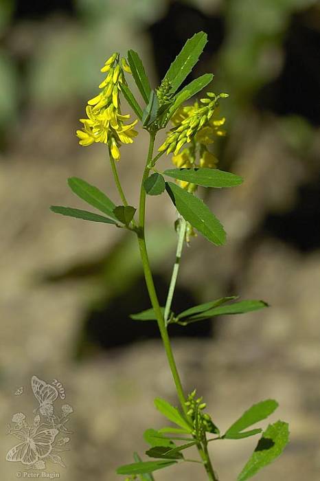 komonica najvyššia Melilotus altissimus Thuill.