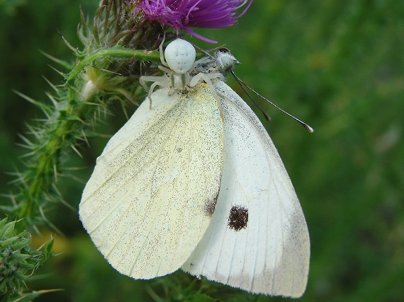 kvetárik dvojtvarý Misumena vatia