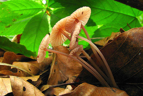 prilbička červenoobrúbená Mycena rubromarginata (Fr.) P. Kumm.