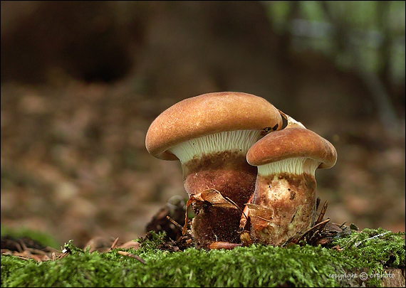 čechračka tmavohlúbiková Tapinella atrotomentosa (Batsch) Šutara