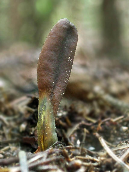 žezlovka srnková Tolypocladium ophioglossoides (J.F. Gmel.) Quandt, Kepler & Spatafora