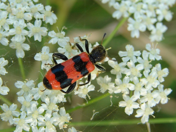 pestroš včelí Trichodes apiarius