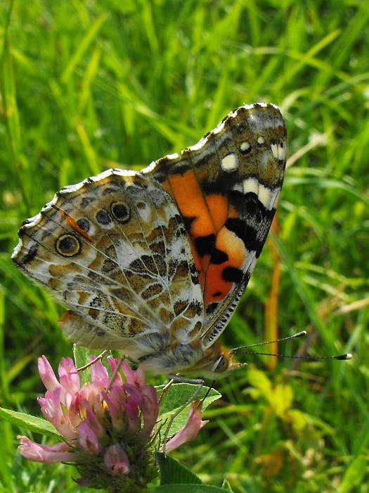 babôčka bodliaková Vanessa cardui