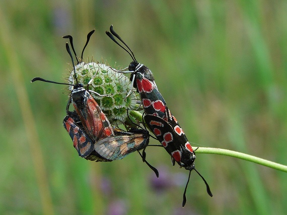 grupák :-) Zygaena carniolica