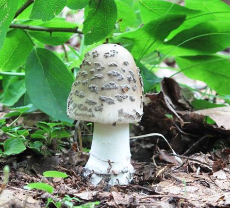 muchotrávka chrastavá Amanita ceciliae (Berk. & Broome) Bas