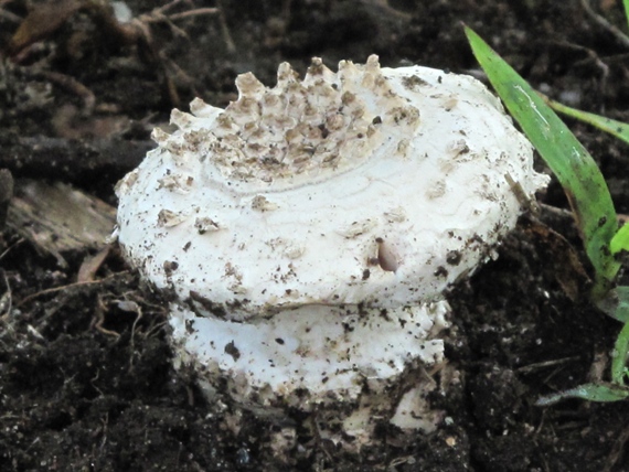 muchotrávka ostnatá Amanita echinocephala (Vittad.) Quél.