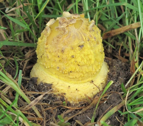 muchotrávka olivovohnedastá Amanita franchetii (Boud.) Fayod