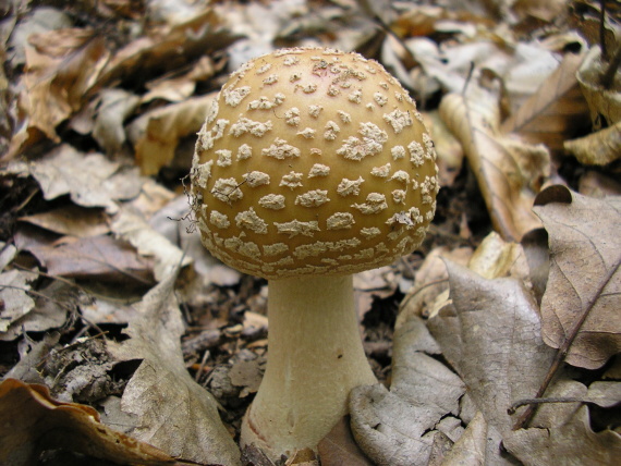 muchotrávka červenkastá Amanita rubescens Pers.