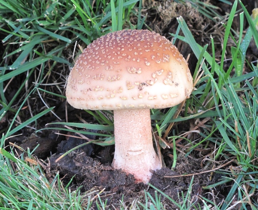 muchotrávka červenkastá Amanita rubescens (Pers.ex Fr.) S.F.Gray