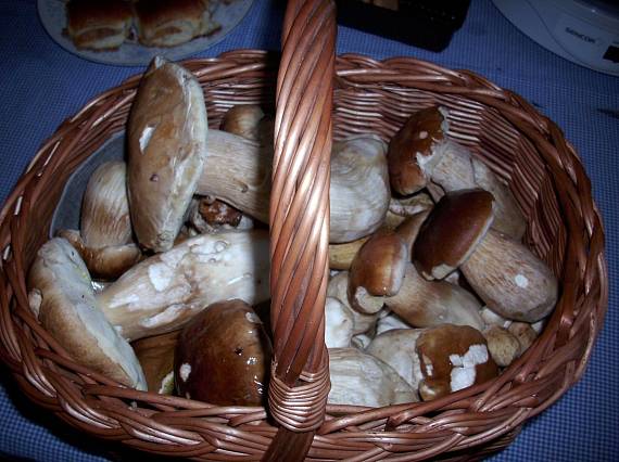 hríb smrekový Boletus edulis Bull.