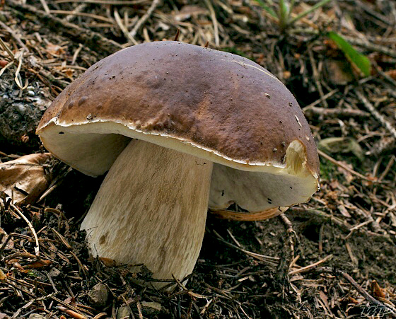 hríb smrekový Boletus edulis Bull.