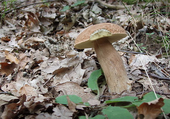 hríb dubový Boletus reticulatus Schaeff.