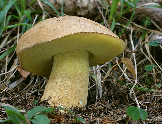 hríb horský Butyriboletus subappendiculatus (Dermek, Lazebn. & J. Veselský) D. Arora & J.L. Frank