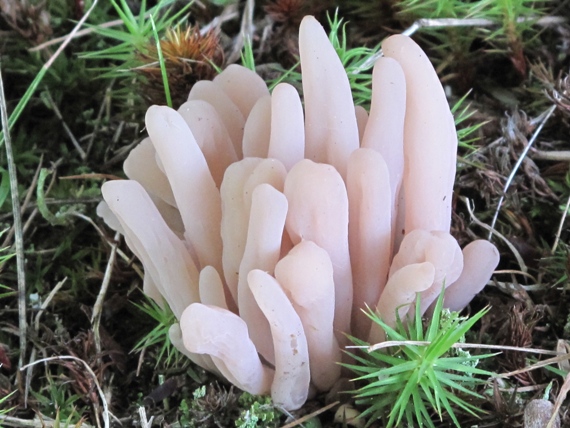 kyjačik  Clavaria sp.