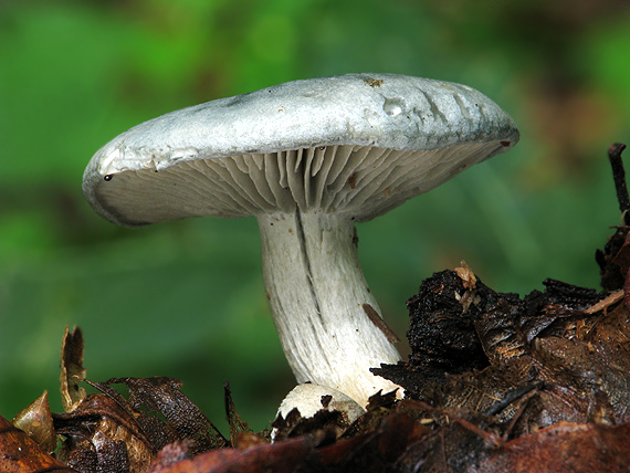 strmuľka anízová Clitocybe odora (Bull.) P. Kumm.