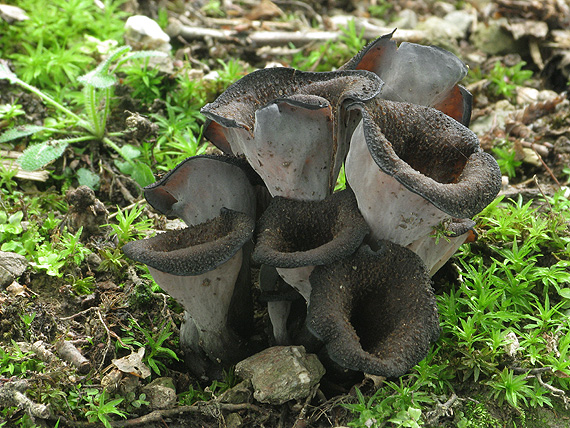 lievik trúbkovitý Craterellus cornucopioides (L.) Pers.