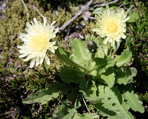 jastrabník Hieracium intybaceum All.