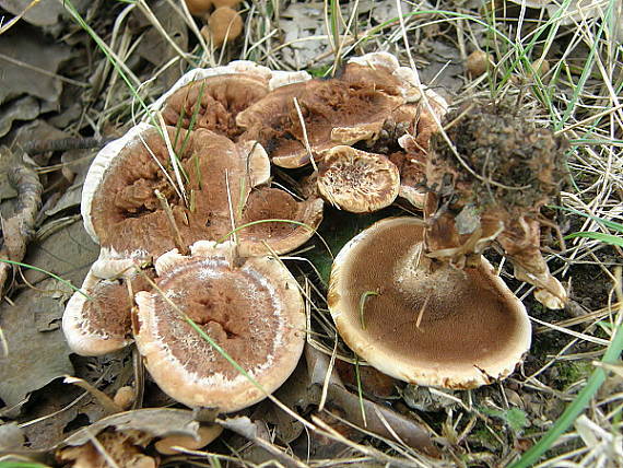 jelenkovka výrastková Hydnellum scrobiculatum (Fr.) P. Karst.