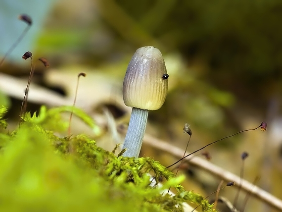 prilbička ryhovaná Mycena polygramma (Bull.) Gray