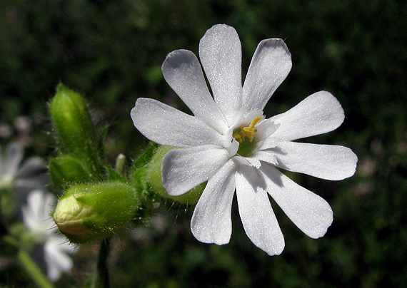 silenka heuffelova Silene heuffelii