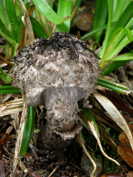 šiškovec šupinatý Strobilomyces strobilaceus (Scop.) Berk.