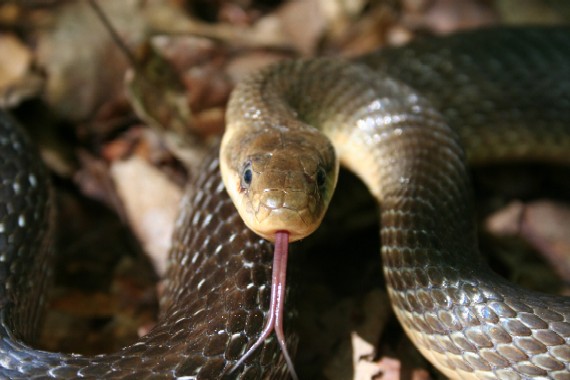 užovka stromová Zamenis longissimus