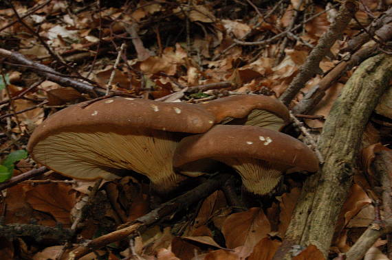 čechračka tmavohlúbiková (Tapinella atrotomentosa (Batsch) Šutara